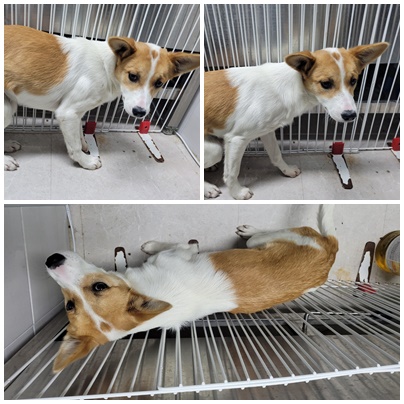 논산시 동물보호센터_444454202400283